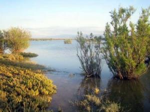 بحيرة بضواحي بلدية  رميلة