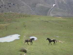 تربية الخيل ببلدية  شيلية