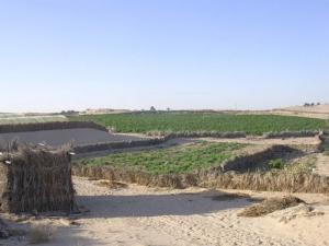 حقول زراعية ببلدية  أورماس