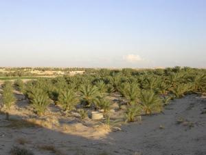 حقول النخيل ببلدية  أورماس