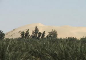 صورة من إحدى الواحات المجاورة لمدينة  الواد