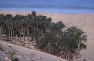 واحة بضواحي  الواد