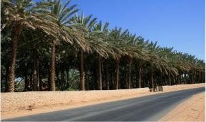 طريق مجاور لإحدى واحات  الواد