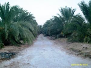جولة عبر واحة نخيل من ولاية  الواد