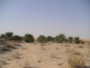 أشجار النخيل بضواحي مدينة  الواد