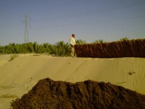 إحدى واحات  واد سوف