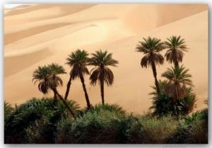 أشجار النخيل بضواحي  واد سوف