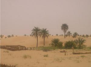 واحة بضواحي  واد سوف