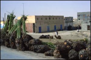 زرع أشجار النخيل بمدينة  الواد  سنة 1985