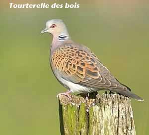 Arrivée de la Tourterelle des bois dans le jardin des  Dardars