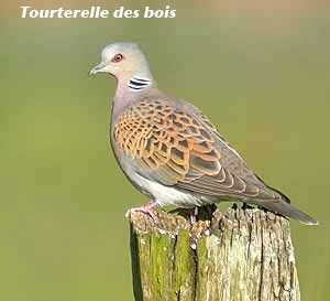 طائر  القمرية  بحدائق الدردار (ولاية قسطينة)