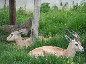 غزلان بحديقة الحيوانات في مدينة  القالة
