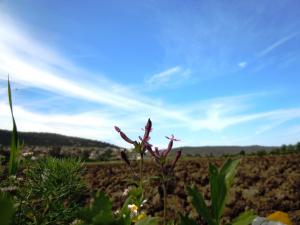 حقول فلاحية بمنطقة  الڨرڨور