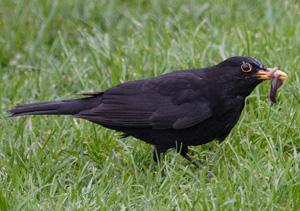 Le merle noir, un compagnon de tous les jours